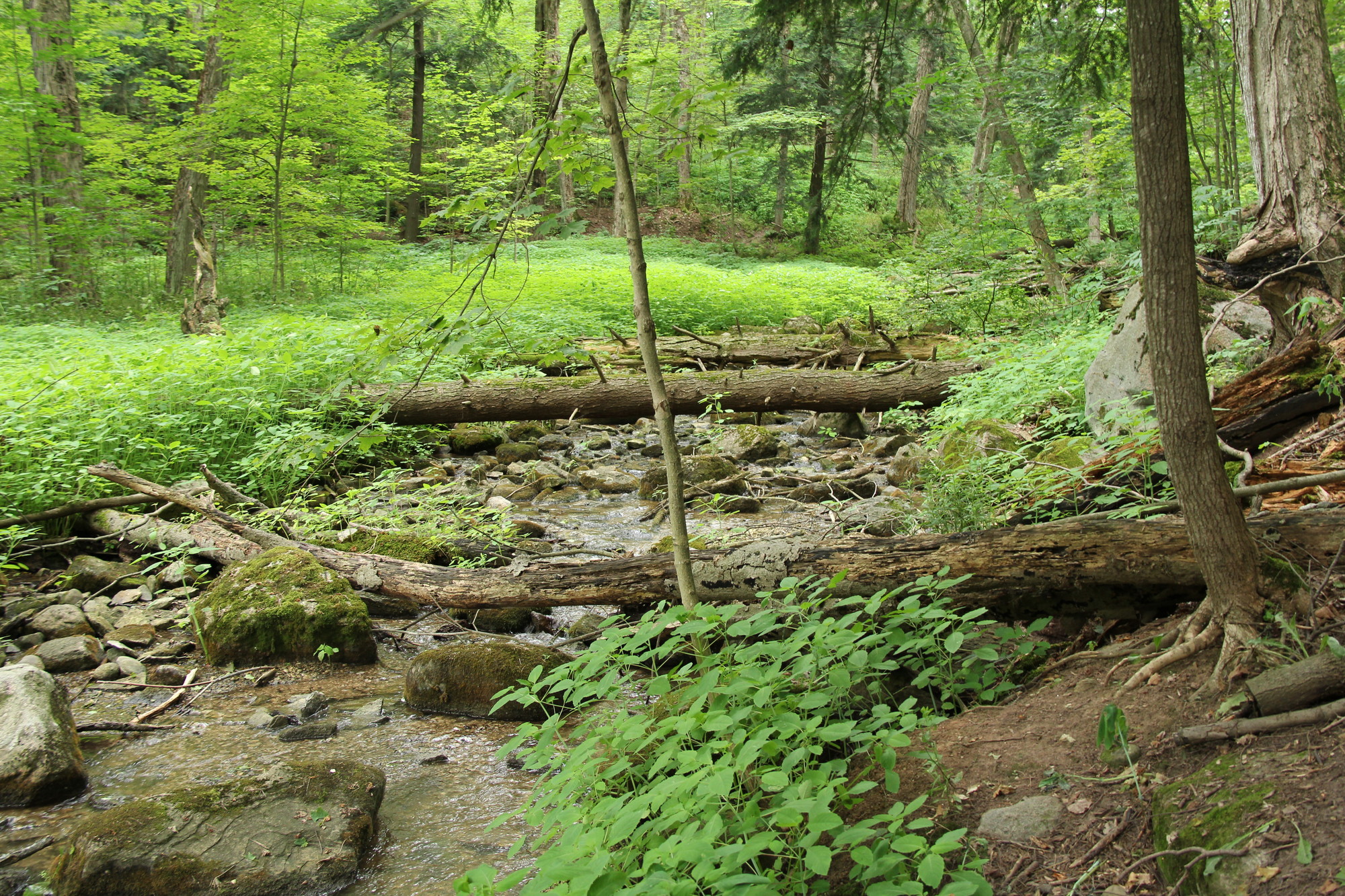 RS7349_IMG_1409-lpr - Green Infrastructure Ontario