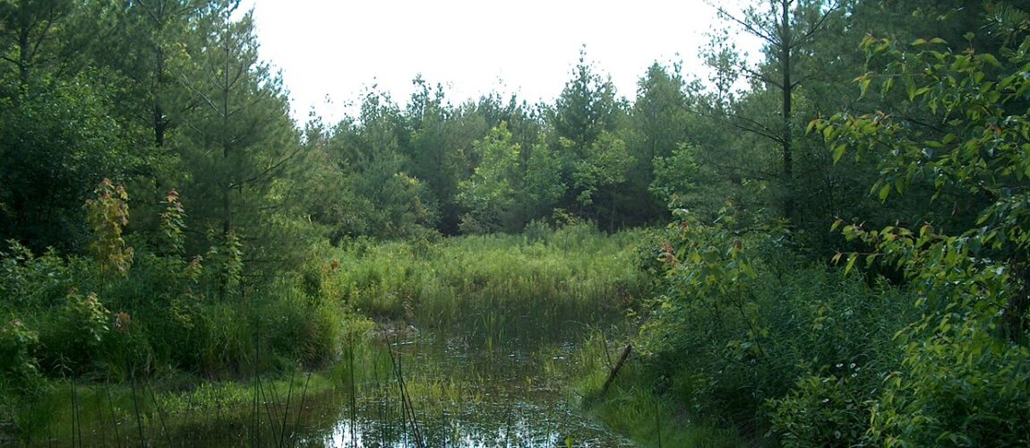 Wetland-at-G.-G.-Newton-Nature-Reserve.jpg.jpg