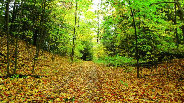 Southern Ontario’s Disappearing Forest