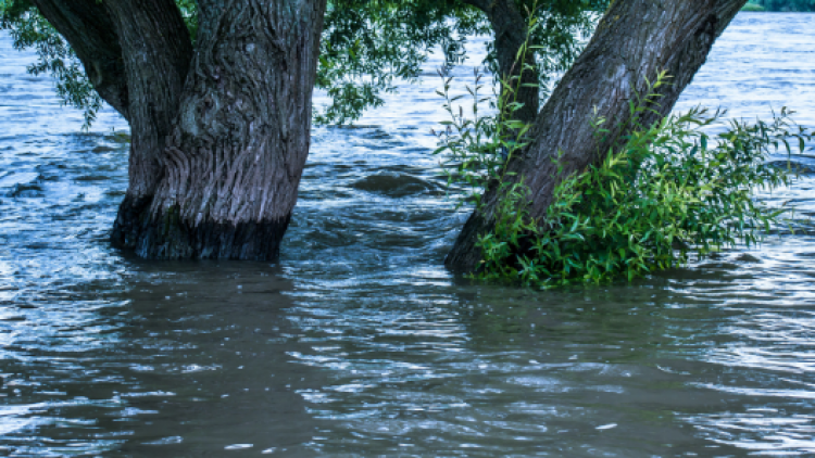 Recent Research: Private property incentives and trees in stormwater modelling
