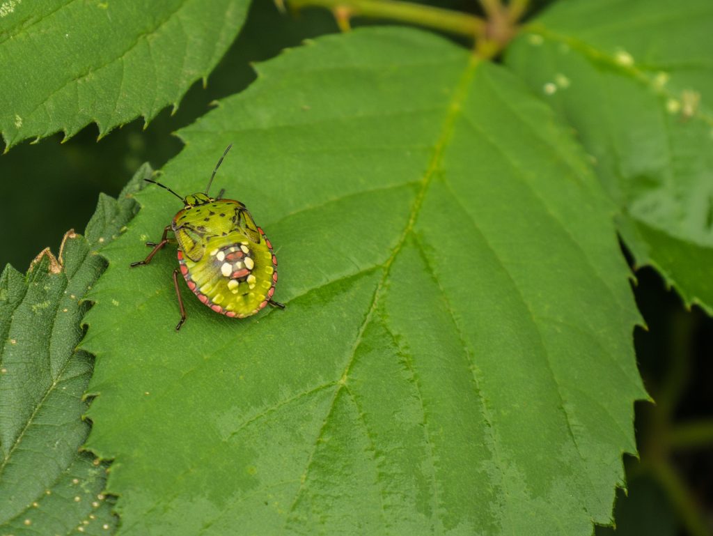 Beetle on leaf